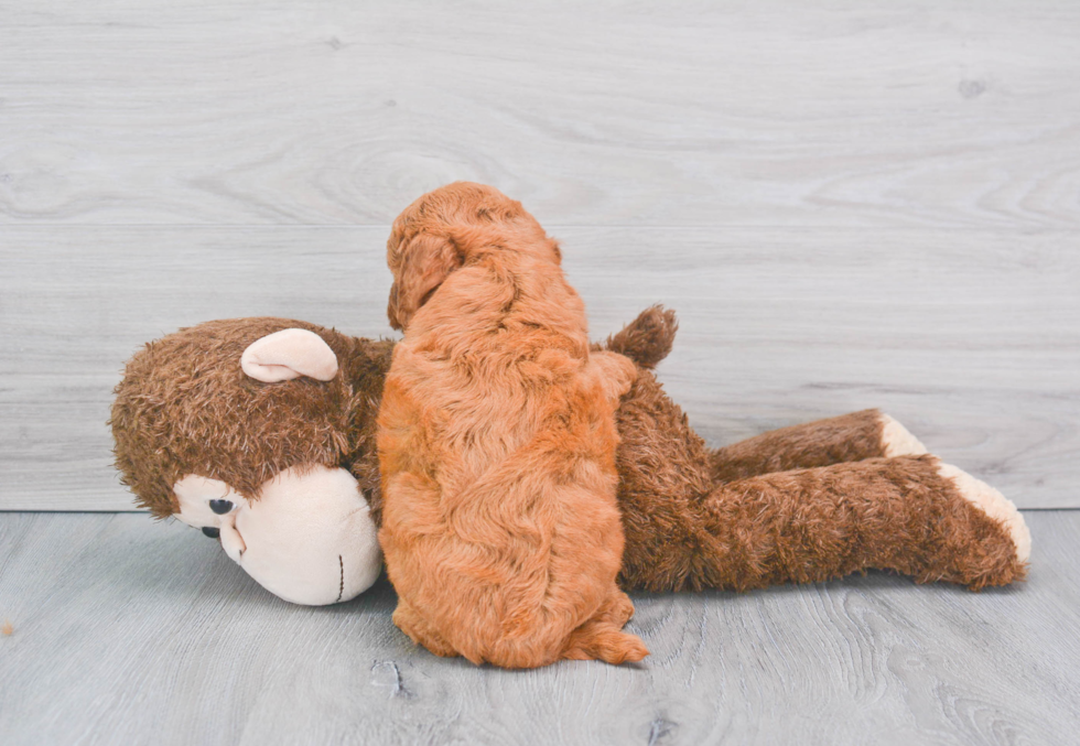 Cute Mini Goldendoodle Baby