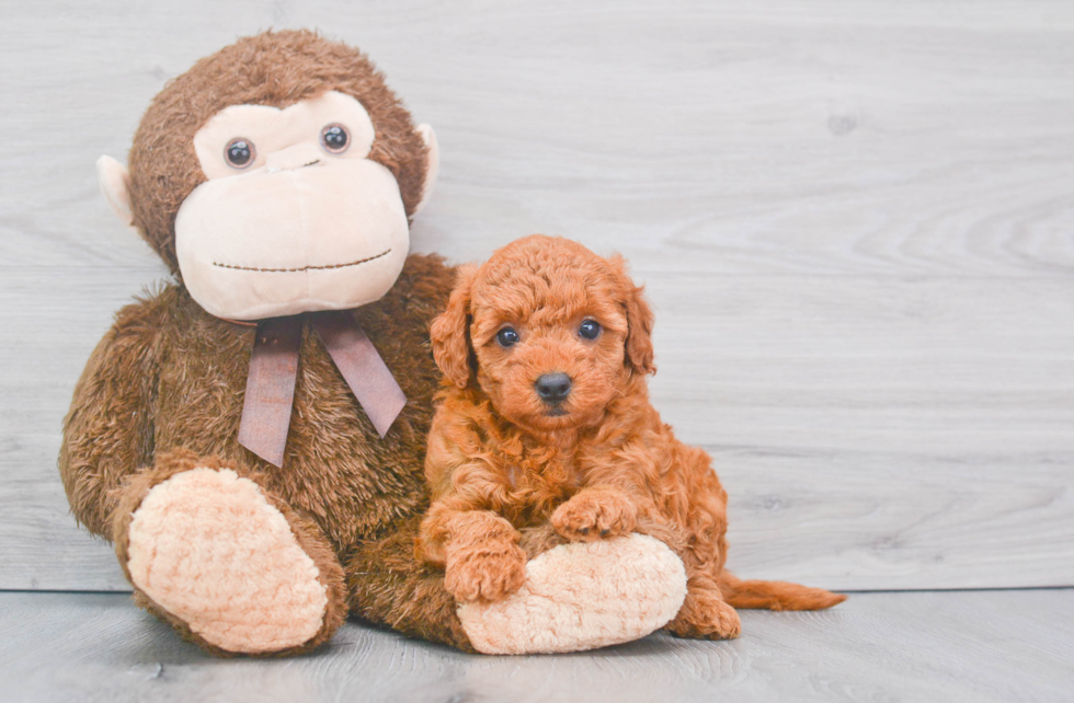 Hypoallergenic Golden Retriever Poodle Mix Puppy