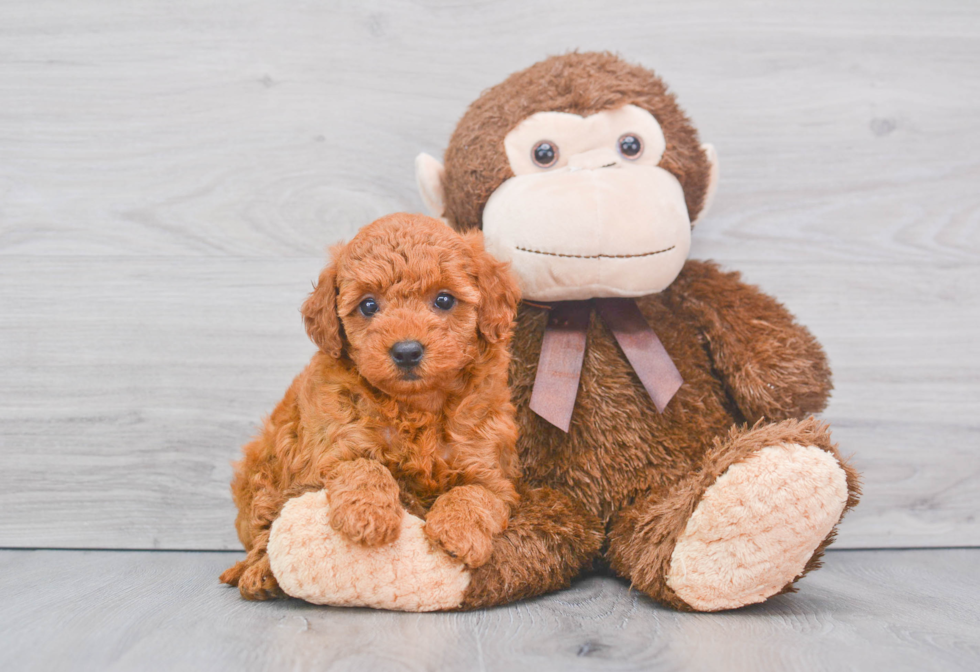 Adorable Golden Retriever Poodle Mix Puppy