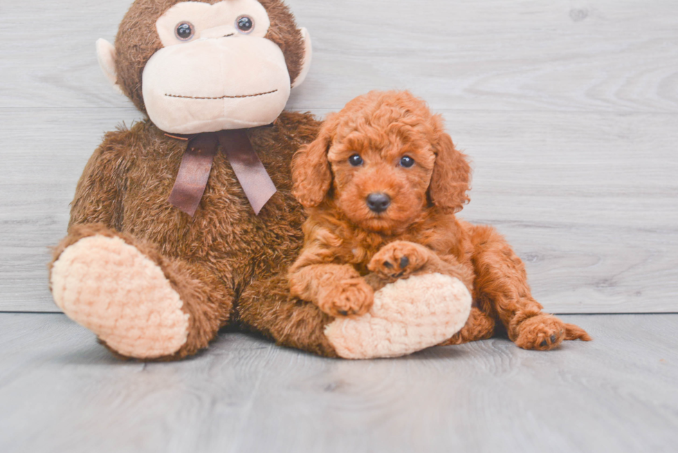 Mini Goldendoodle Puppy for Adoption