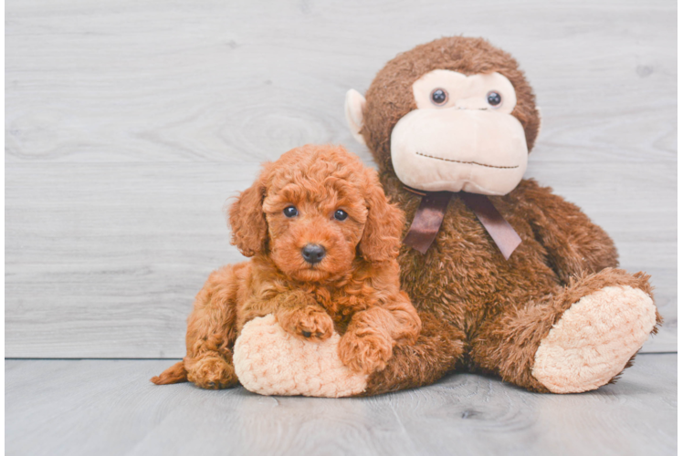 Cute Mini Goldendoodle Baby