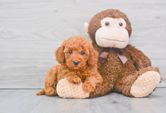 Cute Mini Goldendoodle Baby