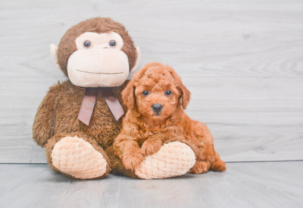 Mini Goldendoodle Pup Being Cute