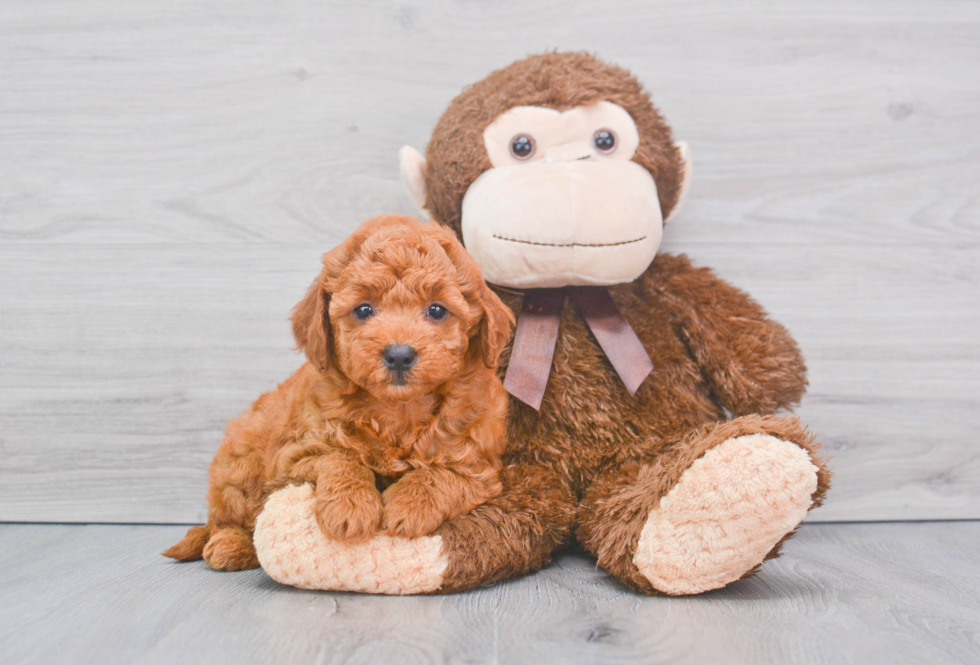 Mini Goldendoodle Puppy for Adoption