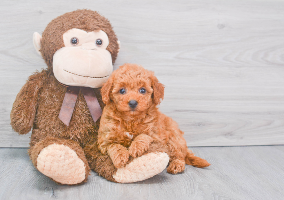 Mini Goldendoodle Pup Being Cute