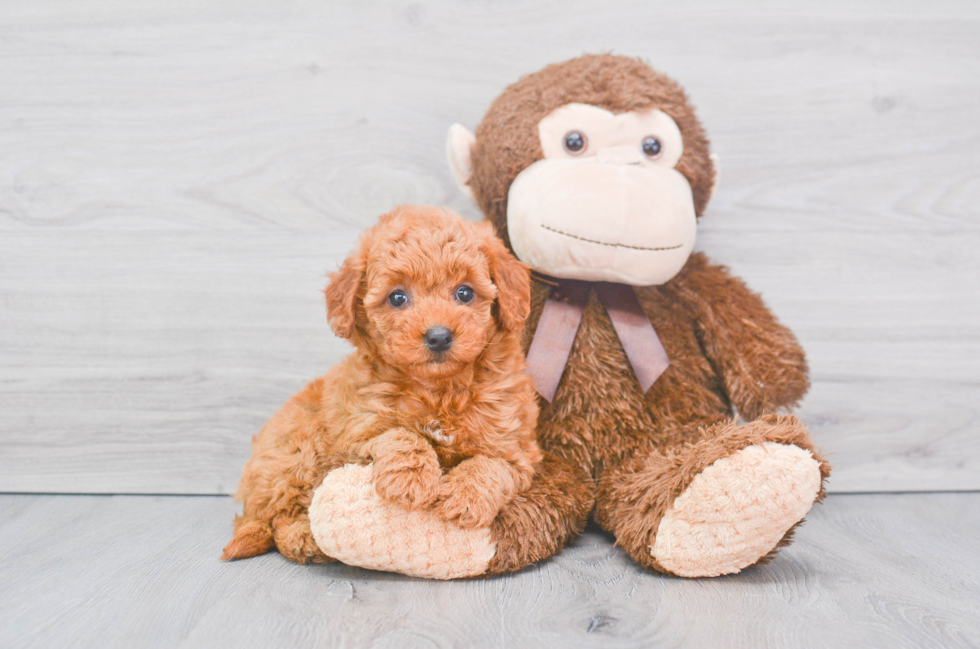 Hypoallergenic Golden Retriever Poodle Mix Puppy