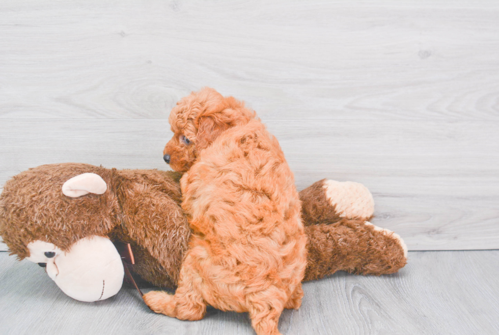 Mini Goldendoodle Puppy for Adoption