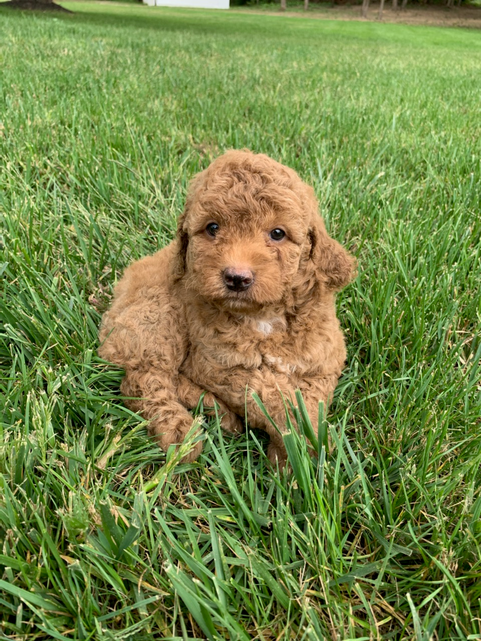 Fluffy Mini Goldendoodle Poodle Mix Pup