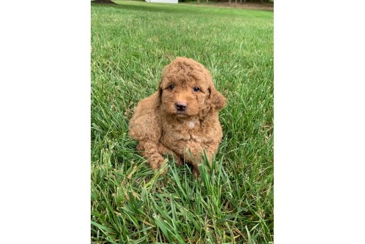 Fluffy Mini Goldendoodle Poodle Mix Pup