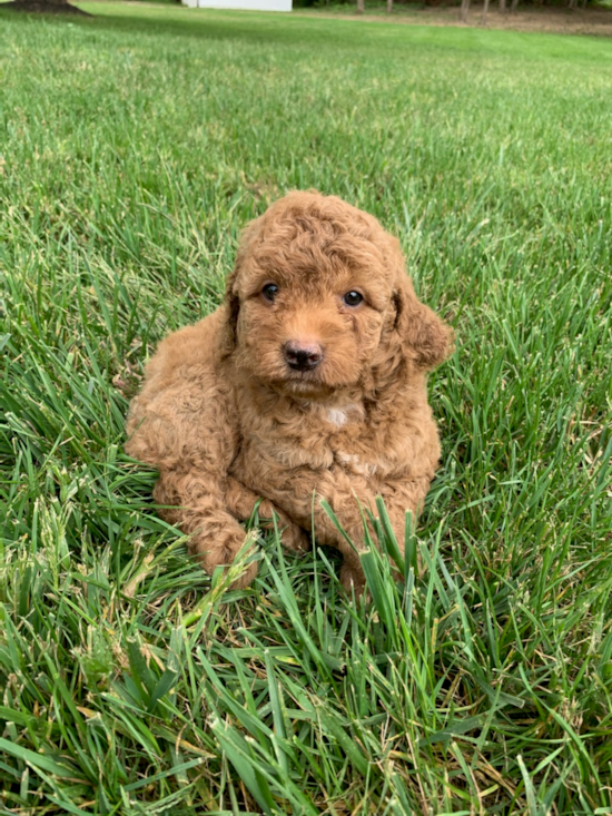 Fluffy Mini Goldendoodle Poodle Mix Pup