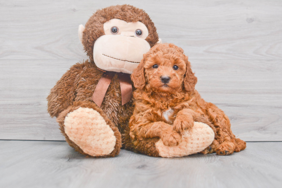 Cute Mini Goldendoodle Baby