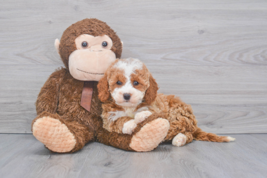 Mini Goldendoodle Pup Being Cute