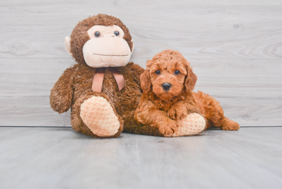 Hypoallergenic Golden Retriever Poodle Mix Puppy