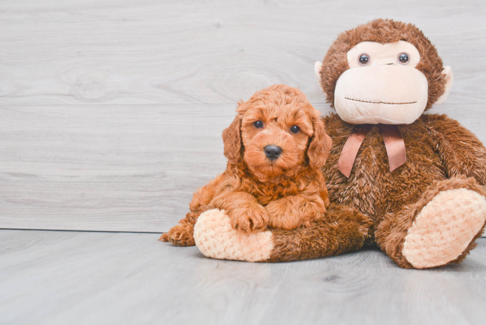 Small Mini Goldendoodle Baby