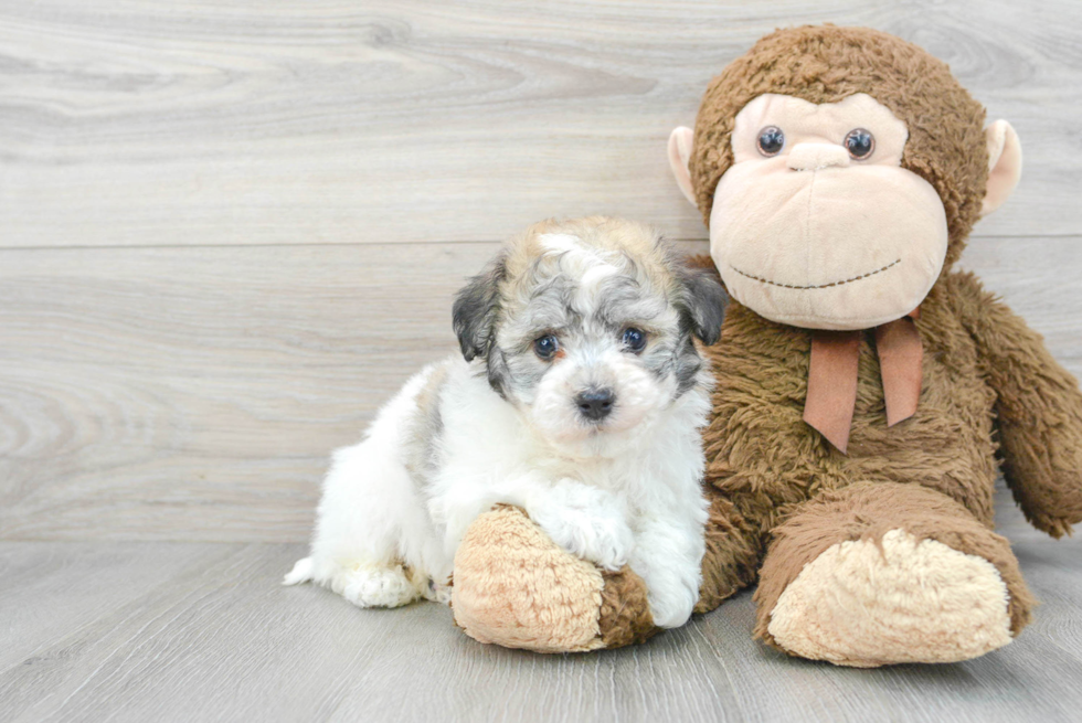 Havachon Puppy for Adoption