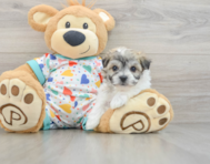 5 week old Havachon Puppy For Sale - Premier Pups