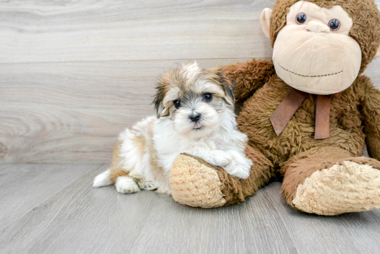 Little Havanese Designer Puppy