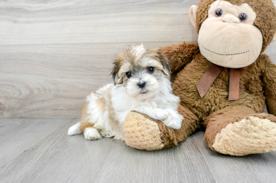 Little Havanese Designer Puppy