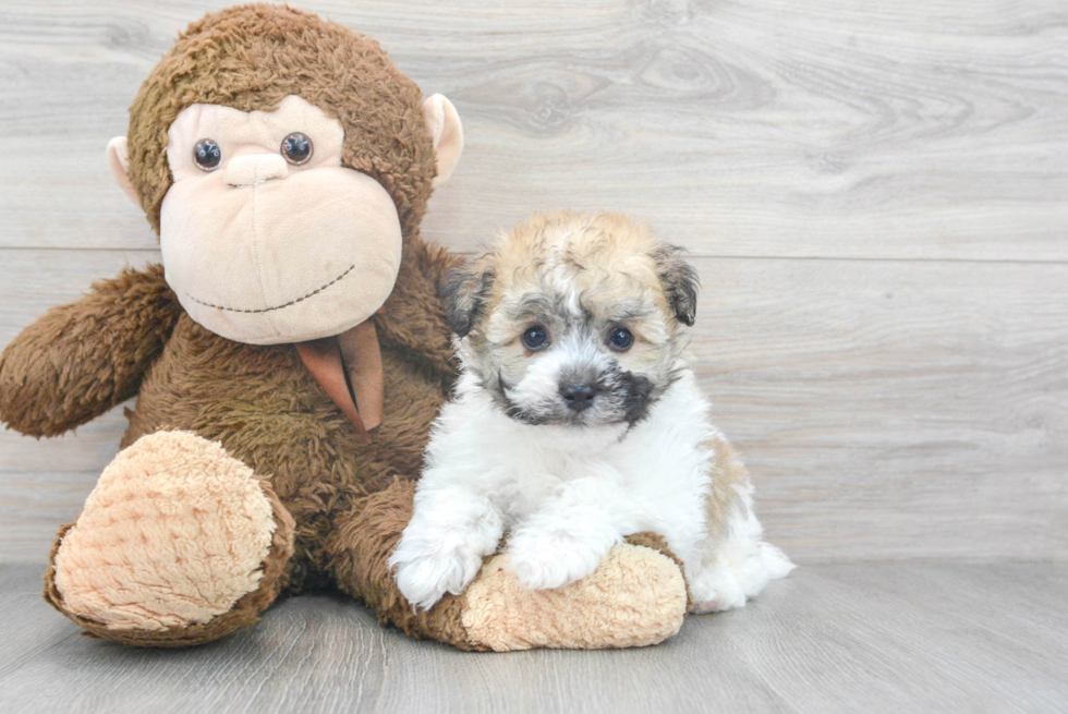 Little Havanese Designer Puppy