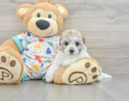 7 week old Havachon Puppy For Sale - Premier Pups