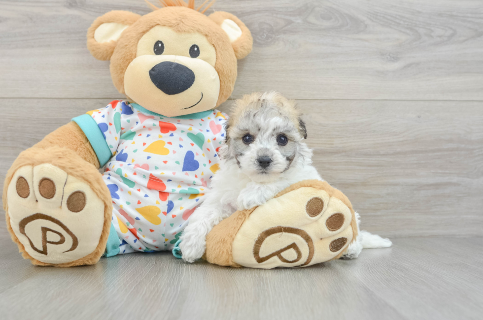 5 week old Havachon Puppy For Sale - Premier Pups