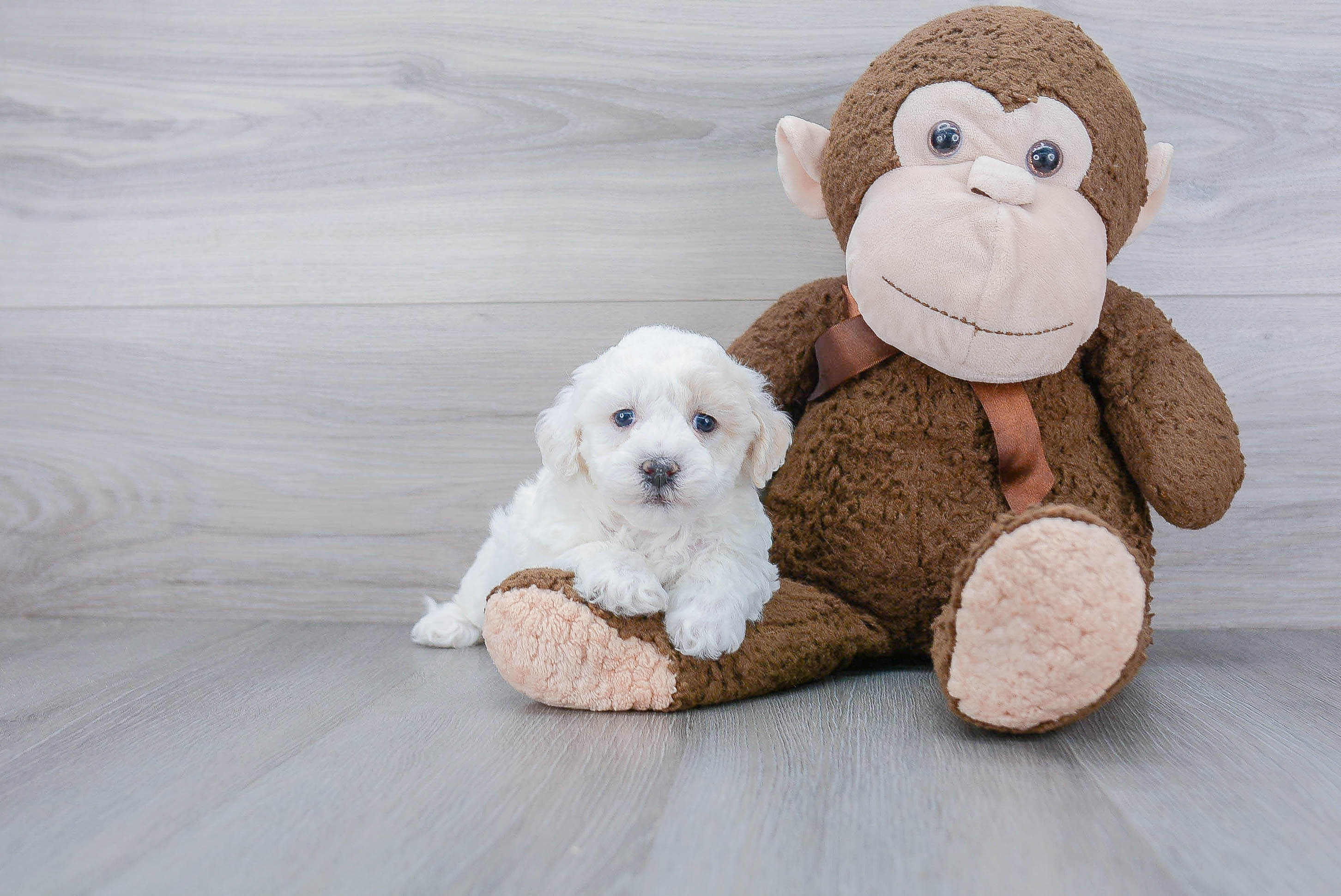 Havachon Puppy for Adoption