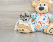 5 week old Havachon Puppy For Sale - Premier Pups