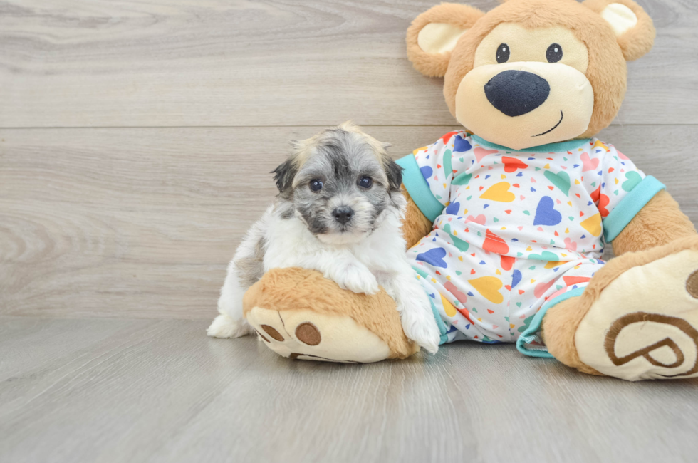 5 week old Havachon Puppy For Sale - Premier Pups