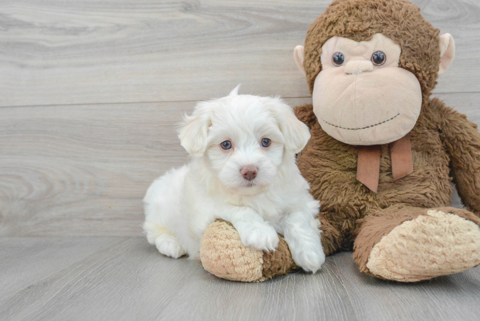 Funny Havachon Designer Pup