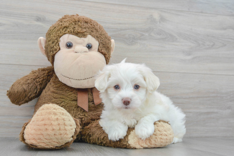 Hypoallergenic Havanese Designer Puppy