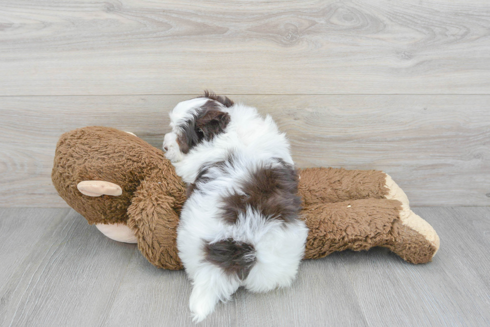 Fluffy Havachon Designer Pup
