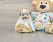 5 week old Havachon Puppy For Sale - Premier Pups