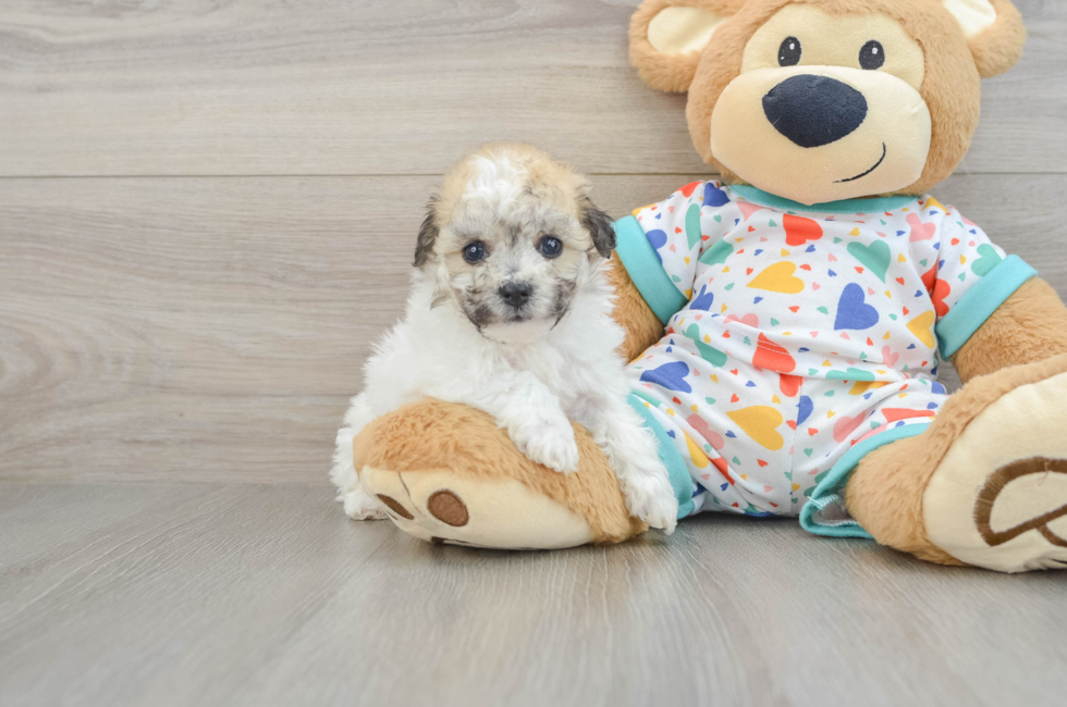 5 week old Havachon Puppy For Sale - Premier Pups