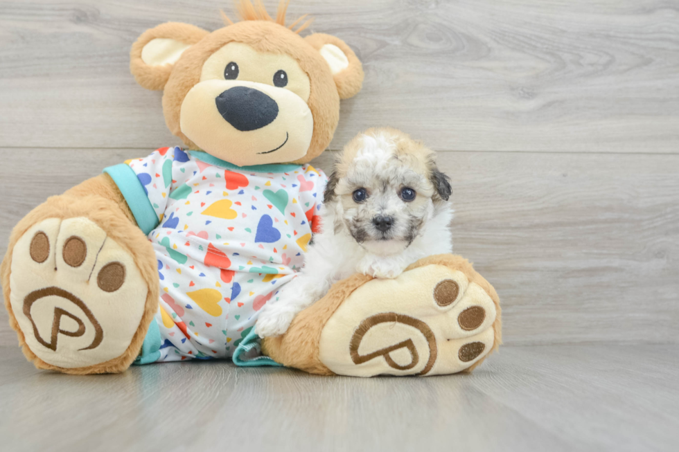 Adorable Havashon Designer Puppy