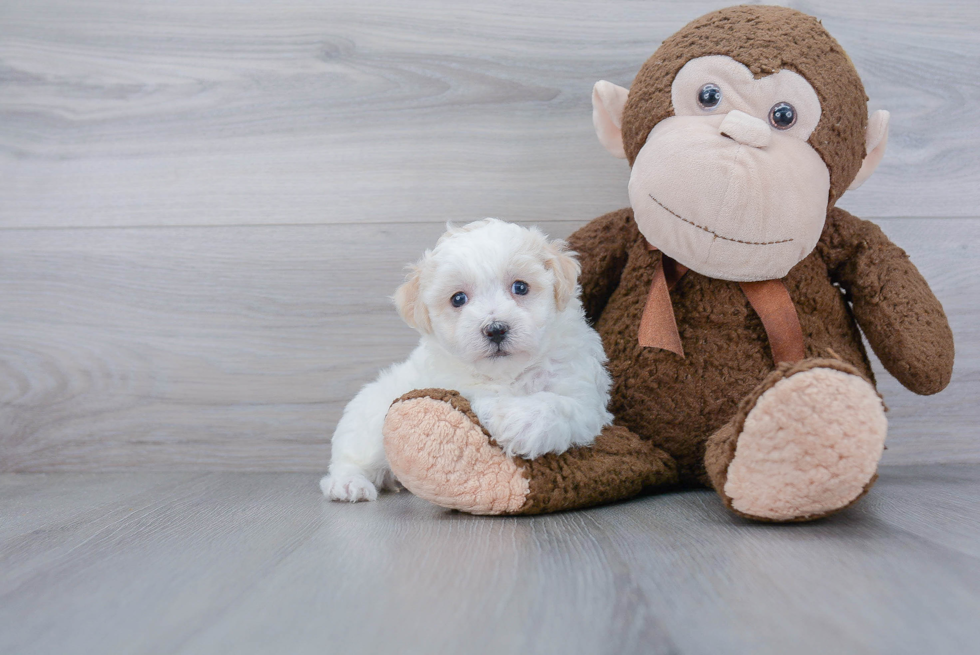 Energetic Havanese Designer Puppy