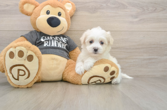 Havachon Puppy for Adoption