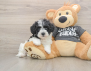 5 week old Havachon Puppy For Sale - Premier Pups