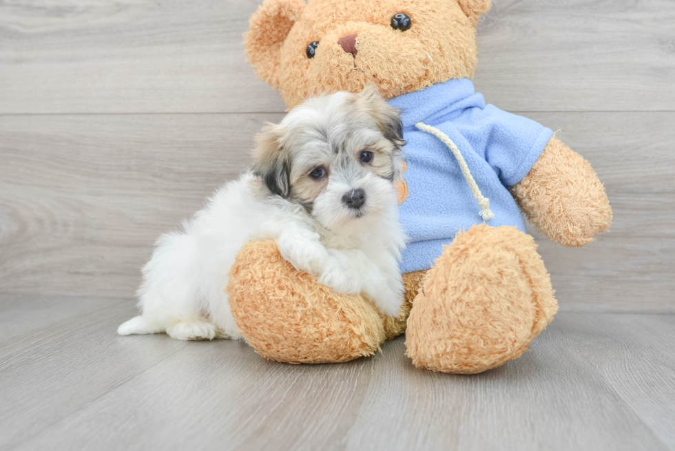 Adorable Havanese Designer Puppy