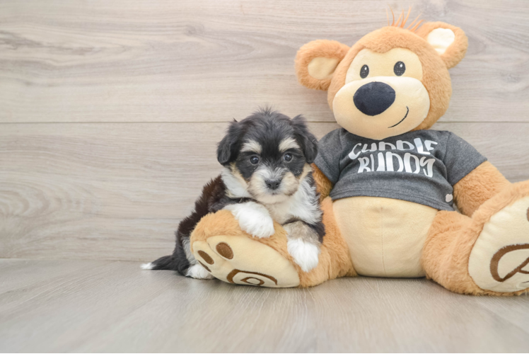 Havachon Pup Being Cute