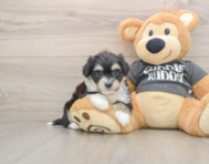 6 week old Havachon Puppy For Sale - Premier Pups