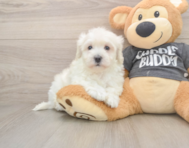 5 week old Havachon Puppy For Sale - Premier Pups