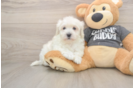 Havachon Puppy for Adoption