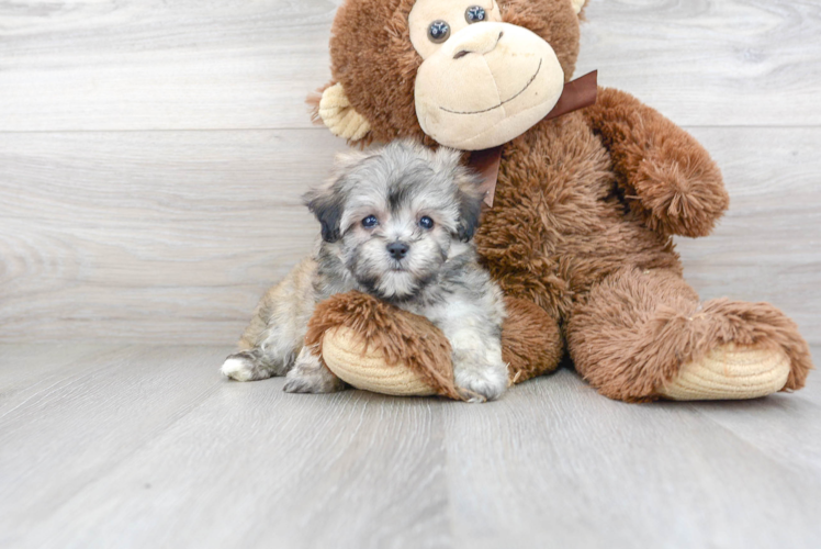 Energetic Havanese Designer Puppy