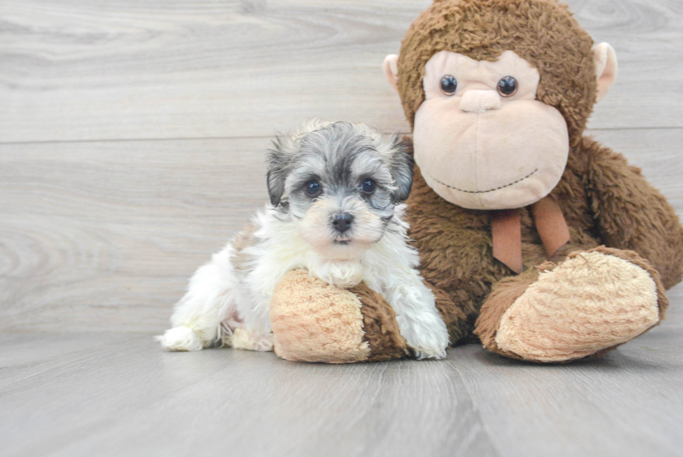 Little Havanese Designer Puppy