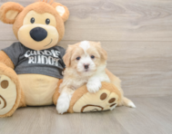 6 week old Havachon Puppy For Sale - Premier Pups