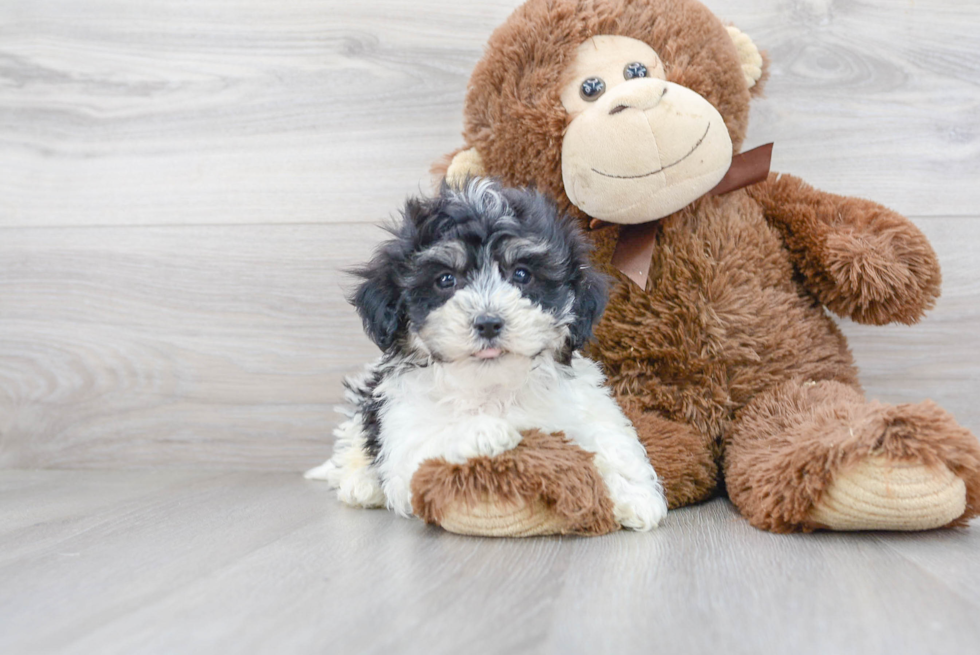 Havachon Pup Being Cute