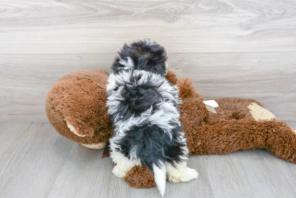 Adorable Havanese Designer Puppy