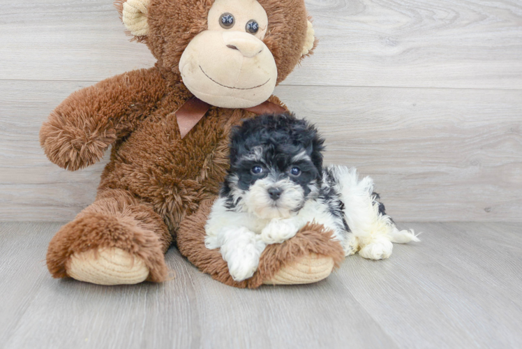 Havachon Puppy for Adoption