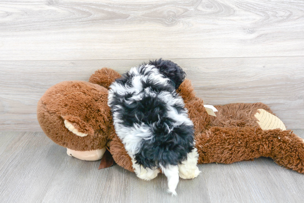 Popular Havachon Designer Pup