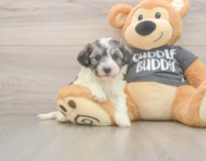 5 week old Havachon Puppy For Sale - Premier Pups